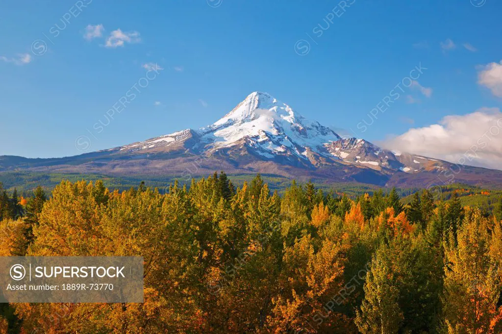 Mount Hood And Autumn Colours In Hood River Valley, Oregon United States Of America