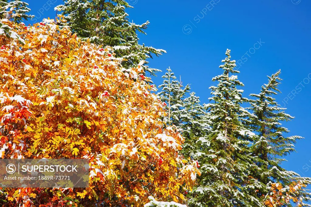 Fresh Snow On Autumn Colours In Mt. Rainier National Park, Washington United States Of America
