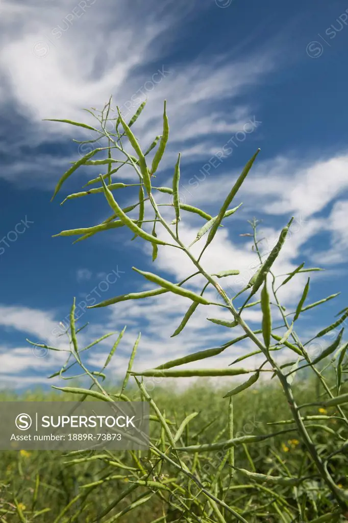 Close Up Of Unripe Canola With Clouds And Blue Sky In Background South Of Cochrane, Alberta Canada