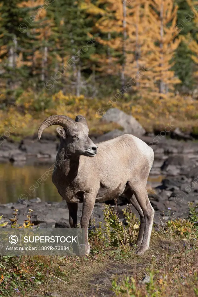 Rocky Mountain Bighorn Sheep Ovis Canadensis Standing On A Trail In A Mountain Meadow With Pond And Golden Larch Trees In The Fall, Alberta Canada