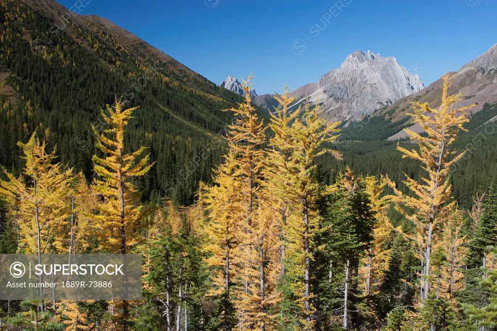 Mountain Meadow In The Fall Framed With Golden Larch Trees A Mountain And Valley In The Distance With Blue Sky, Alberta Canada