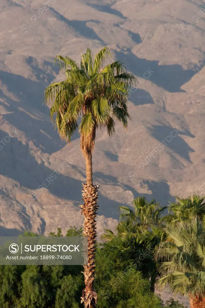 Palm Tree At Sunrise With Desert Mountain Side Filling Background, Palm Springs California United States Of America