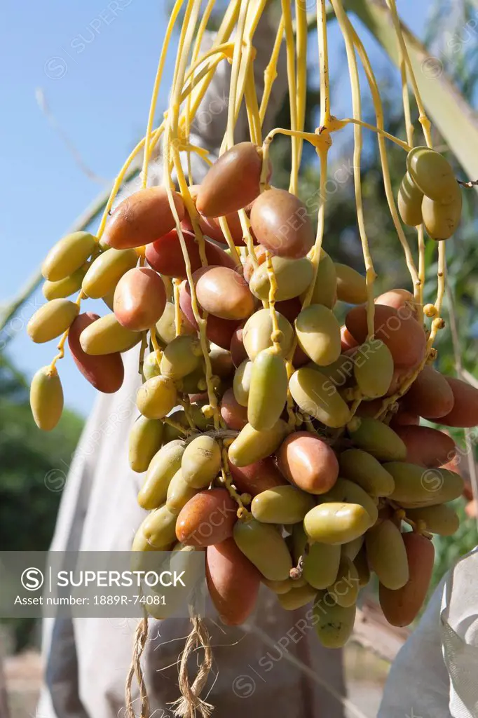 Close Up Of Dates On Tree, Palm Springs California United States Of America
