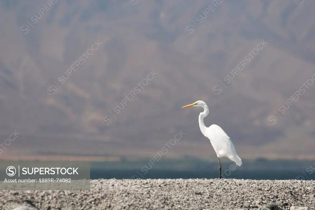 Great White Egret/Heron On Rocks With Desert Lake And Mountain Side Filling The Background, Palm Springs California United States Of America