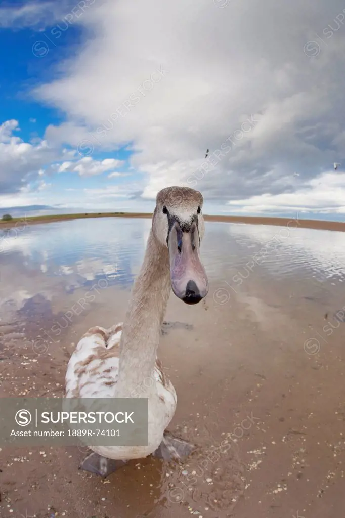 A Goose Standing On The Beach Staring At The Camera, Northumberland England