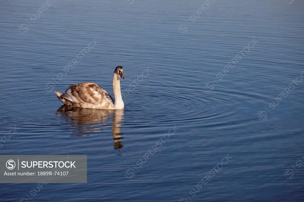 A Goose Swimming In The Water, Northumberland England