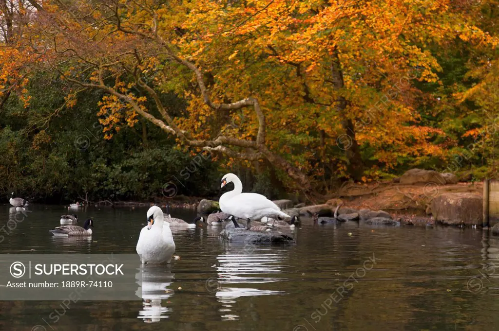 Swans And Geese In A Pond In Autumn, Northumberland England