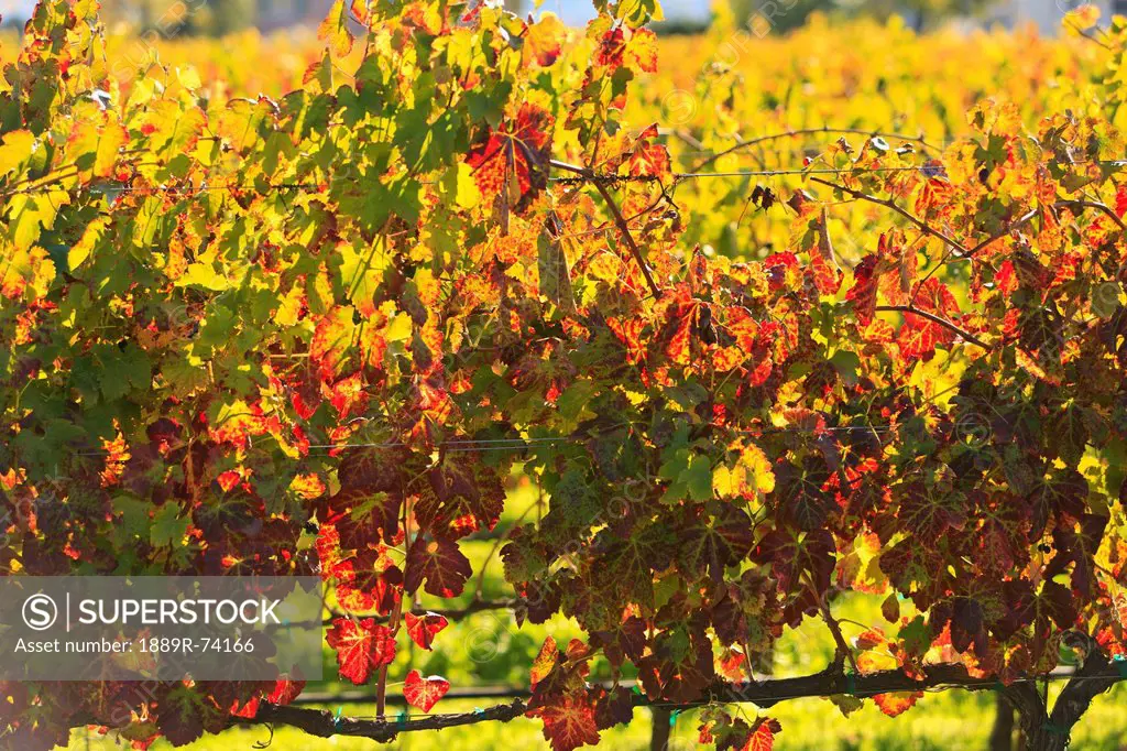 Grape Vines In Autumn, Saint Helena California United States Of America