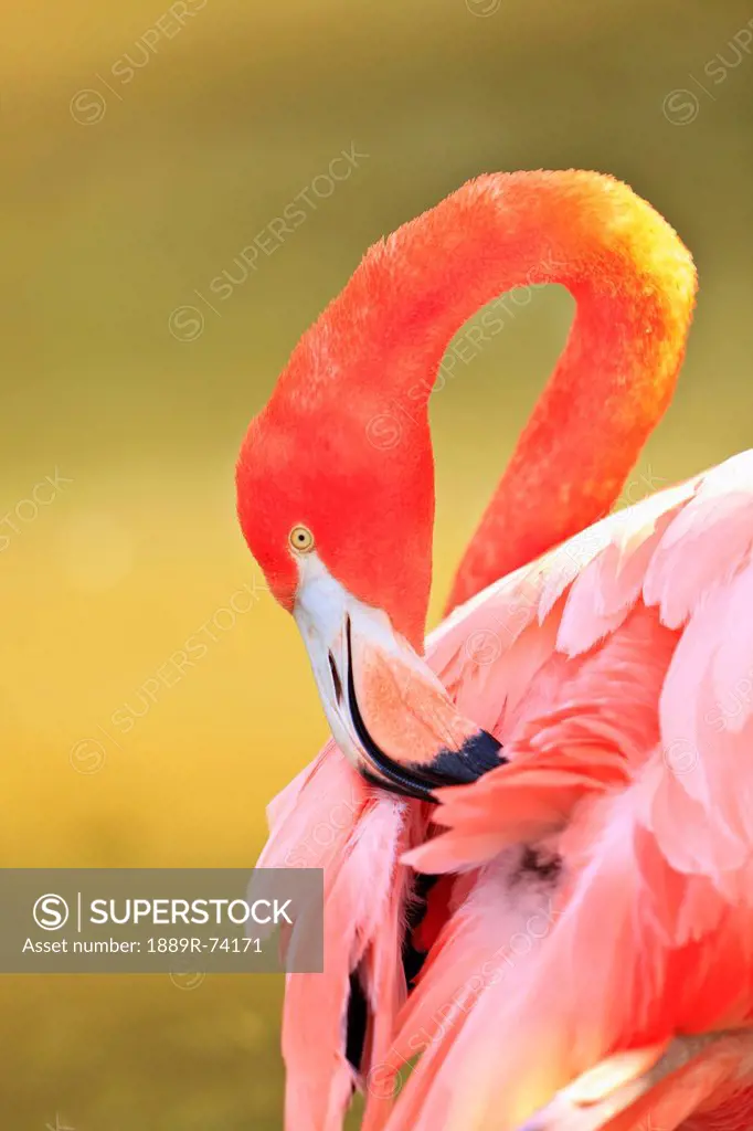 Caribbean Flamingo Phoenicopterus Rube At The San Diego Zoo, San Diego California United States Of Americ