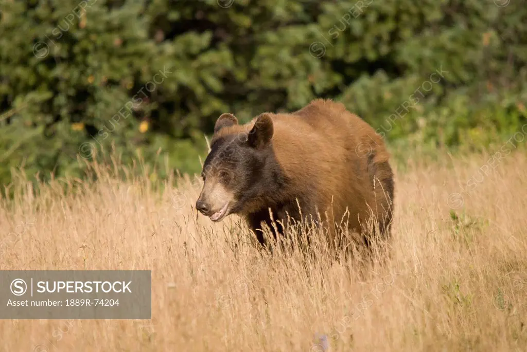 Bear Standing In Tall Grass In Waterton Lakes National Park, Alberta Canada