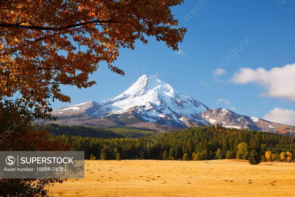 Mount Hood And Autumn Colours In Hood River Valley, Oregon United States Of America