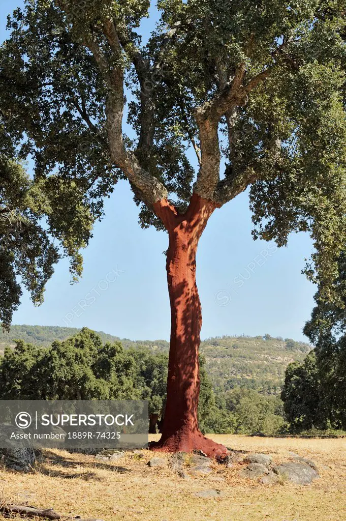 Cork Trees Quercus Suber Recently Stripped Of Their Bark, Torremenga De La Vera Caceres Extremadura Spain