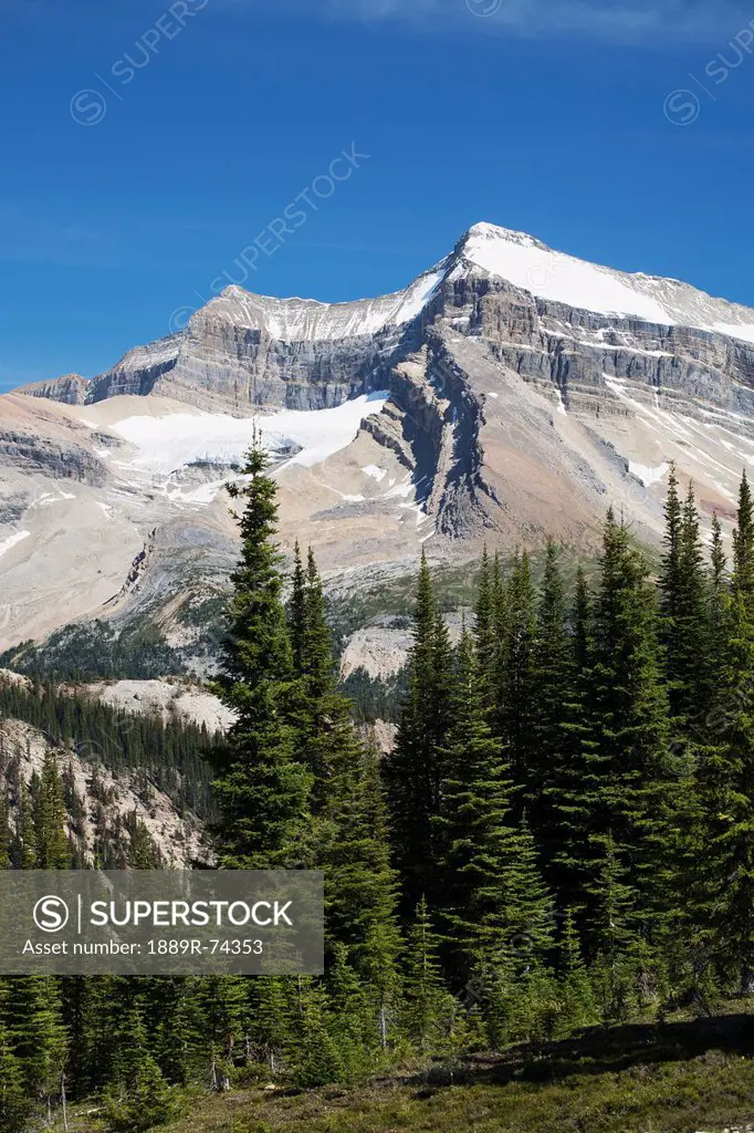 Mountain Range With Snow And Blue Sky With Meadow And Trees In The Foreground, Field British Columbia Canada