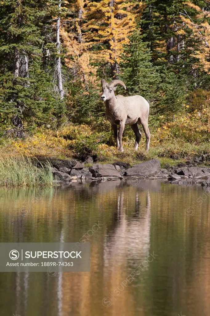 Rocky Mountain Bighorn Sheep Ovis Canadensis Standing At The Shoreline Reflecting In A Mountain Pond With Golden Larch Trees In The Fall, Alberta Cana...
