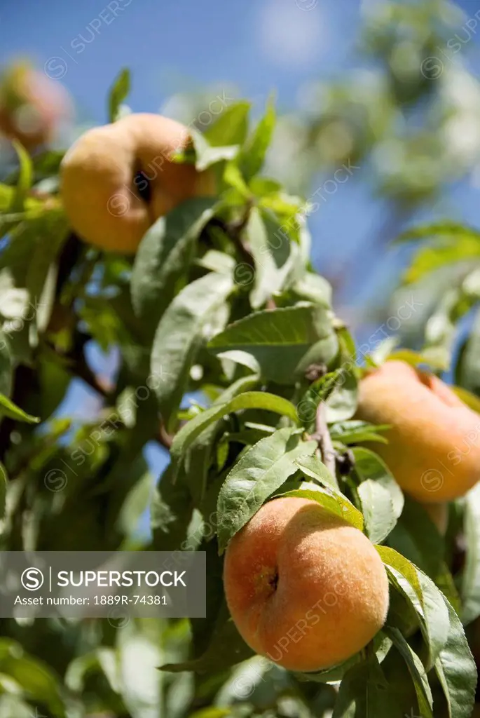 Peaches On A Tree, Mendoza Argentina