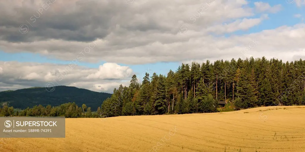 Farmland and forest, highlands norway