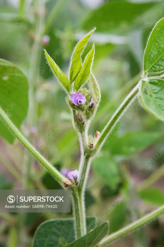 Close up of flowering soy bean plant, port colborne ontario canada