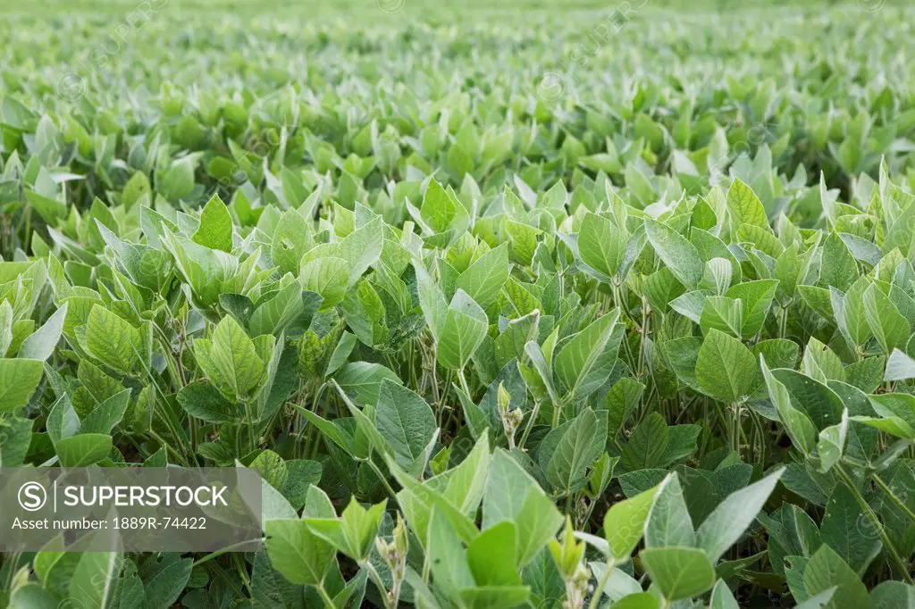 A field of soy bean plants, port colborne ontario canada