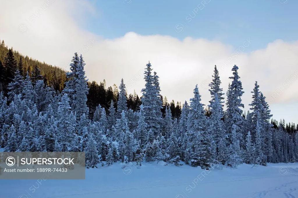 Frosted snow covered evergreen trees along snow covered lake with sunlit clouds and blue sky, alberta canada