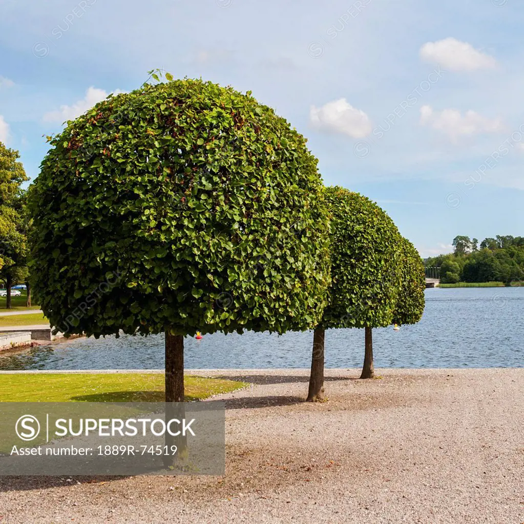 Rounded trees in a row along the water´s edge at drottningholm palace, stockholm sweden