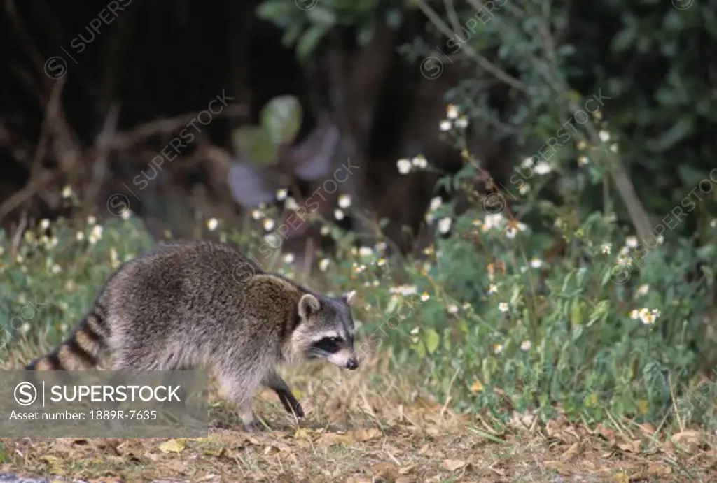 Raccoon out for a walk, Ding Darling National Wildlife Reserve