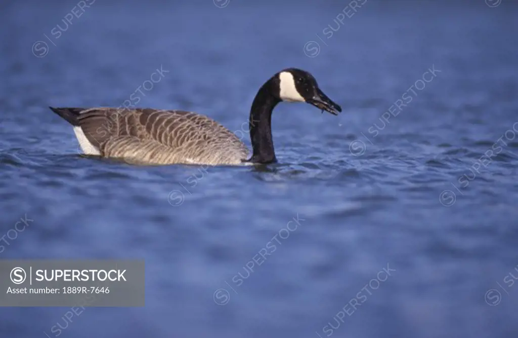Canada goose feeding in pond