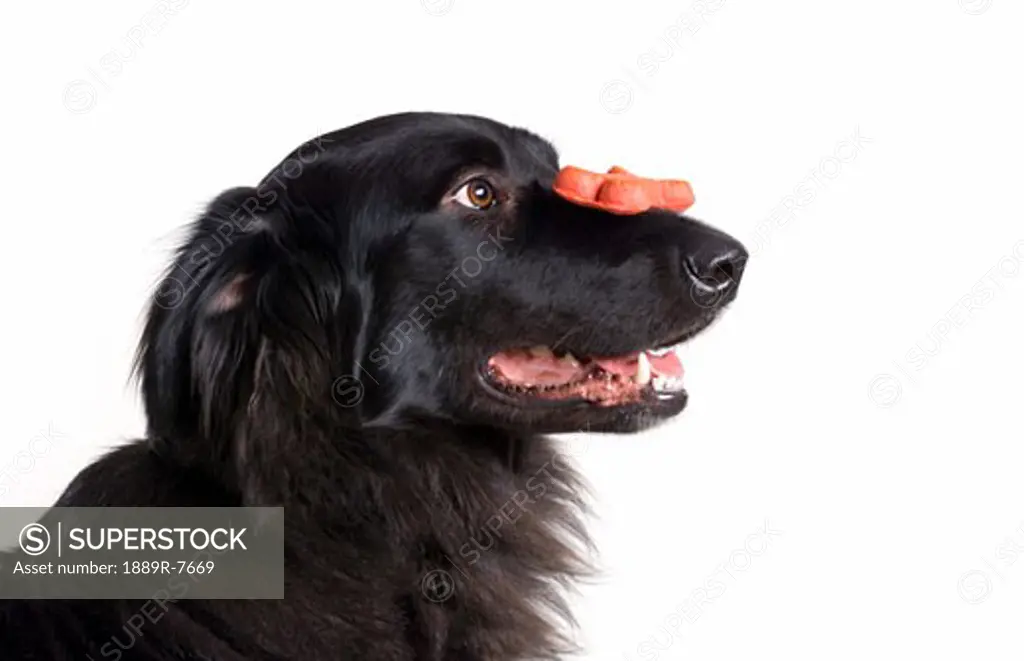 Dog holding treat on nose