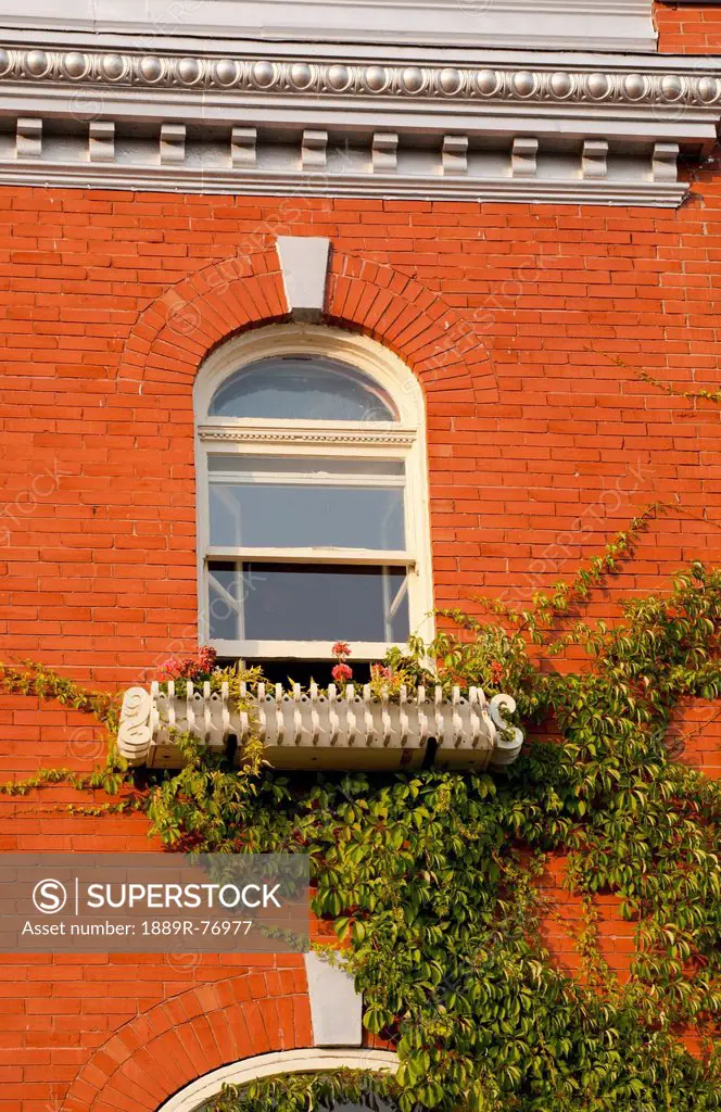 A Window On A Brick Building And Creeping Vines, Trois Rivieres Quebec Canada