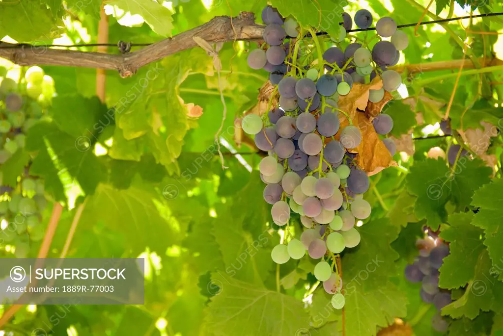 Grapes on a vine, chacras de coria mendoza argentina