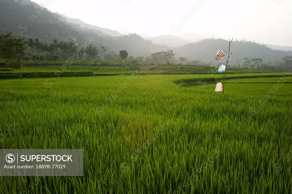 Agricultural fields, indonesia