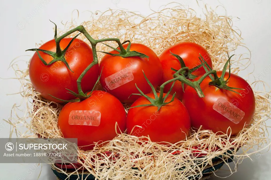 Tomatoes In A Basket With Organic Labels, Waterloo Quebec Canada