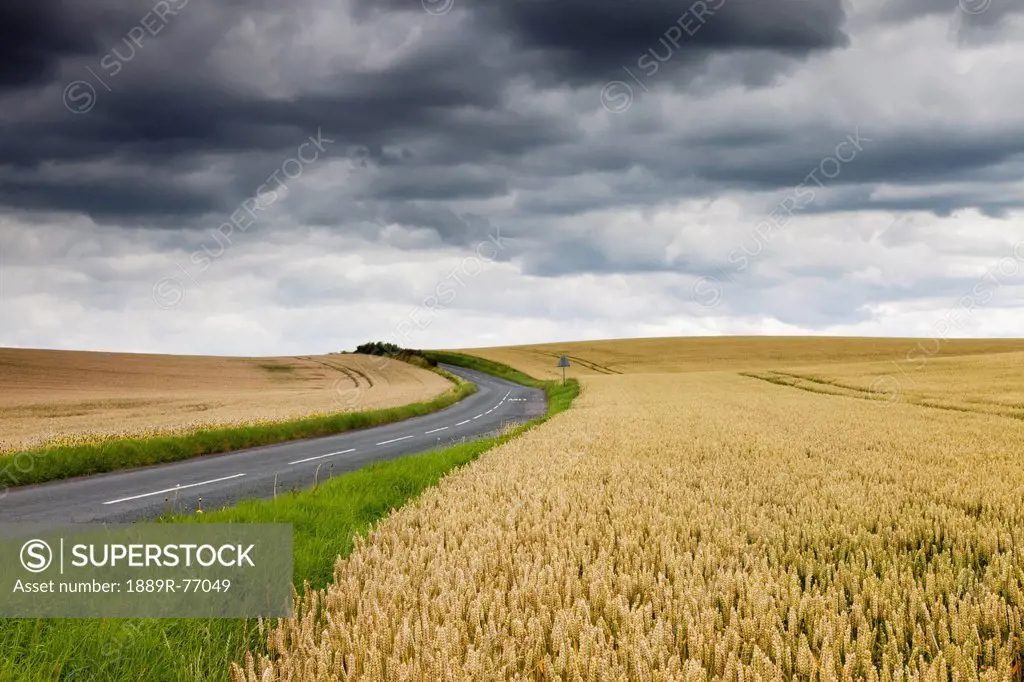 A Road Winding Between Two Wheat Fields, Scottish Borders Scotland