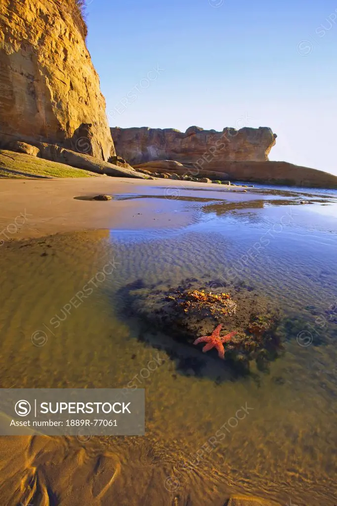 A Starfish Sits On A Rock At Low Tide Along The Coast, Oregon United States Of America