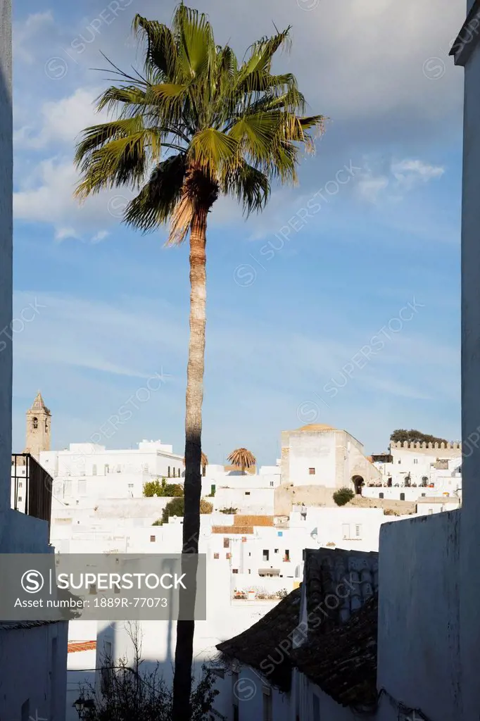 A palm tree and the white buildings of the town, vejer de la frontera andalusia spain