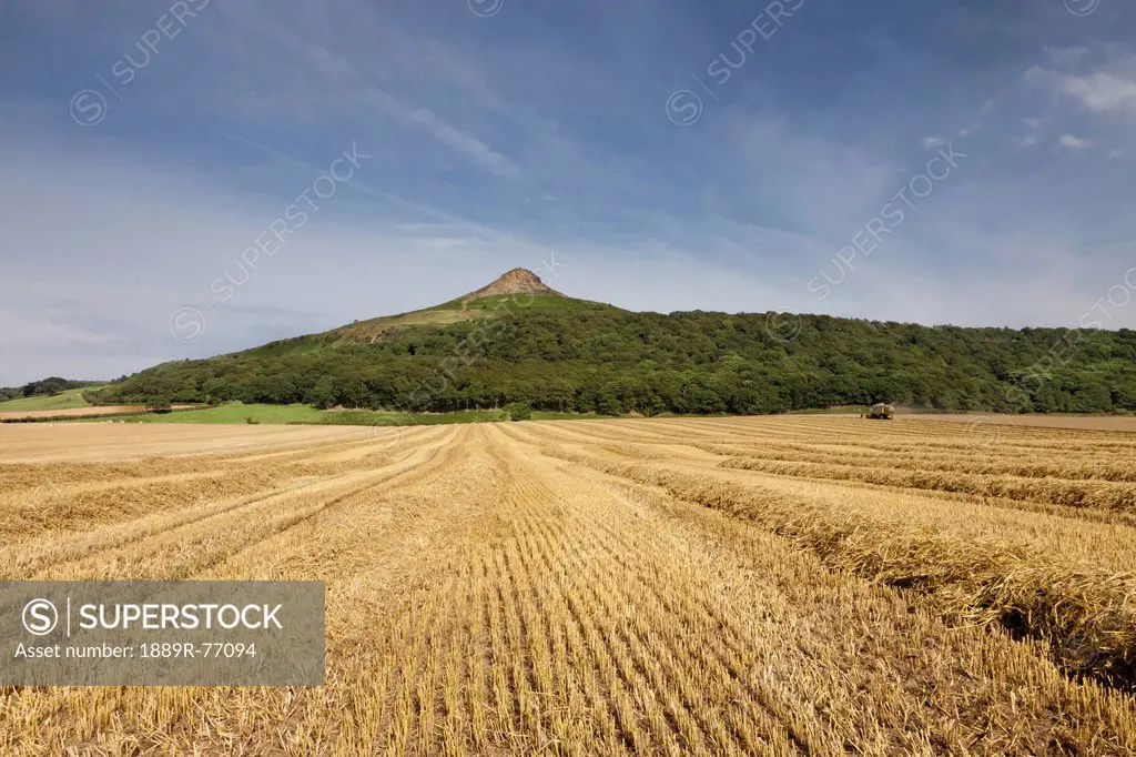 A Field Of Wheat With A Peak On The Top Of A Hill In The Background, Roseberry Topping North Yorkshire England