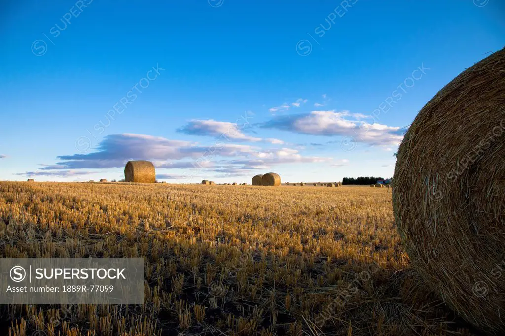 Hay bales in a field, sturgeon county alberta canada
