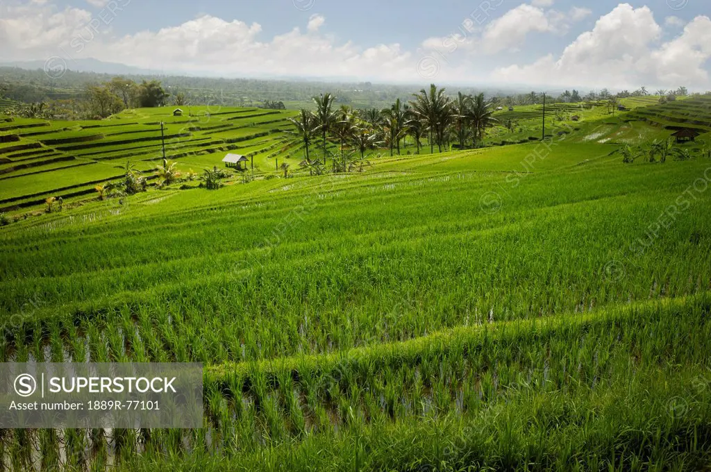 Rice fields, jatiluwih bali indonesia