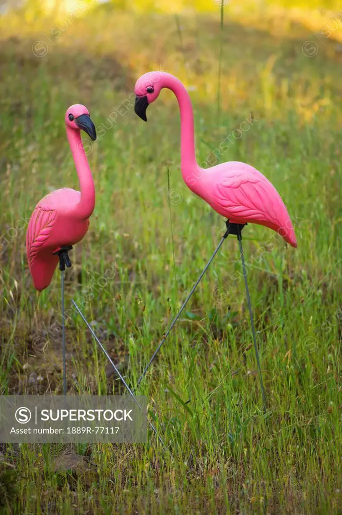 Two Pink Plastic Flamingos In The Grass, Petaluma California United States Of America