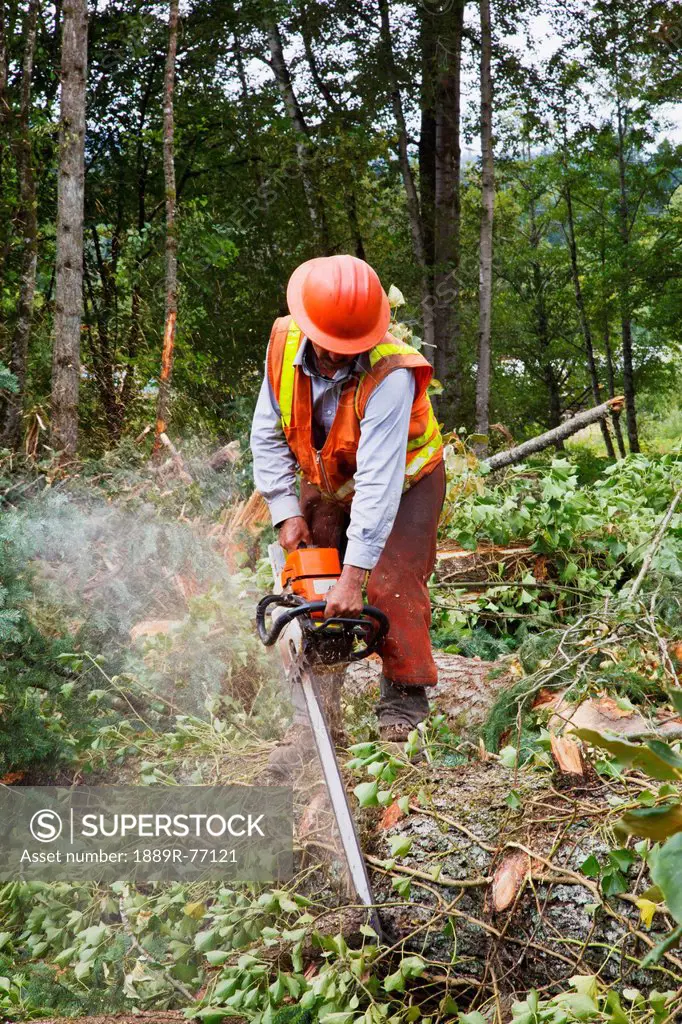A logger uses a chain saw to cut trees, portland oregon united states of america