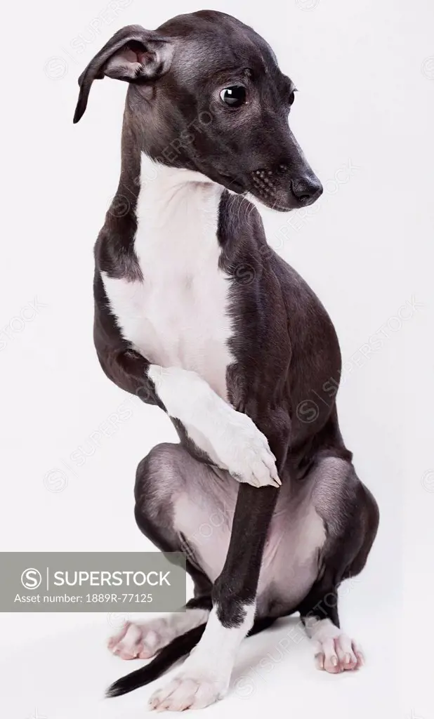 Italian greyhound puppy, spruce grove alberta canada