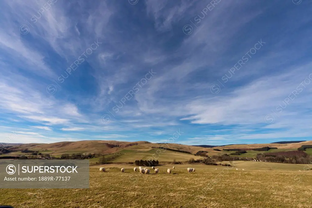 Sheep grazing in a wide open field, northumberland england