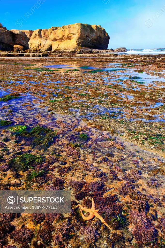 Low Tide And Rock Formations At Otter Rock Beach, Oregon United States Of America