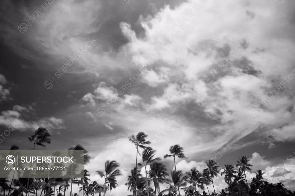 Palm trees and cloud formations, punta cana la altagracia dominican republic