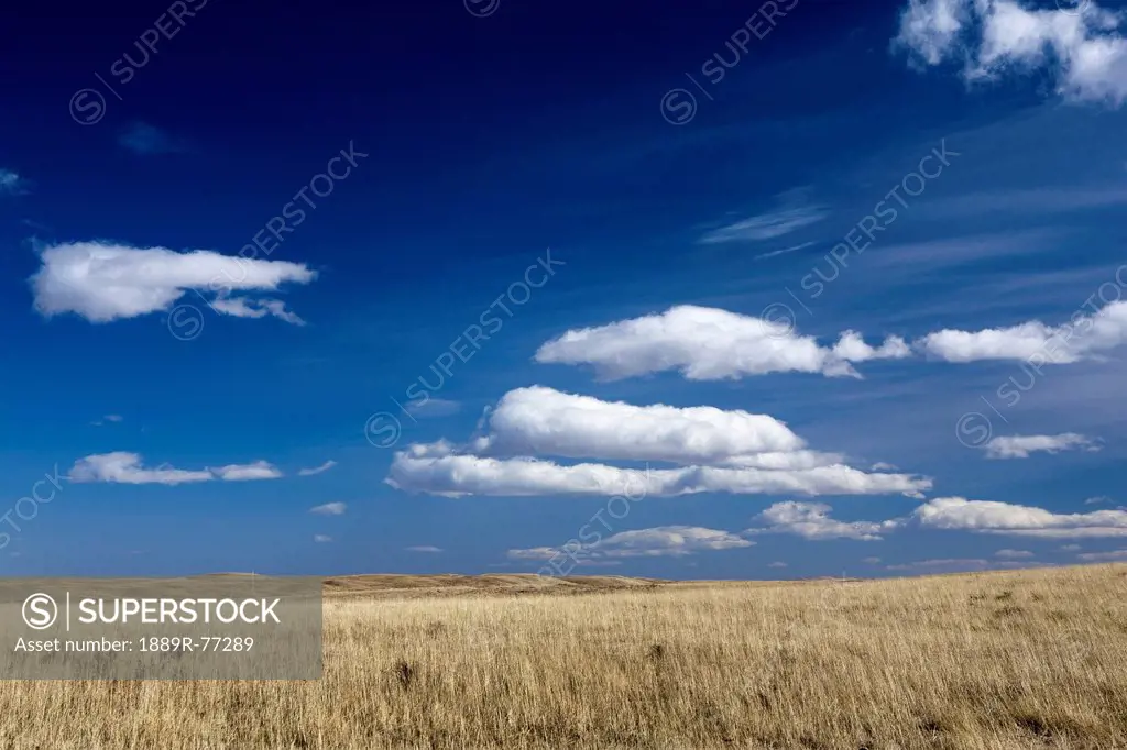Dry grassy field with rolling hills in background with blue sky and clouds, pincher creek alberta canada