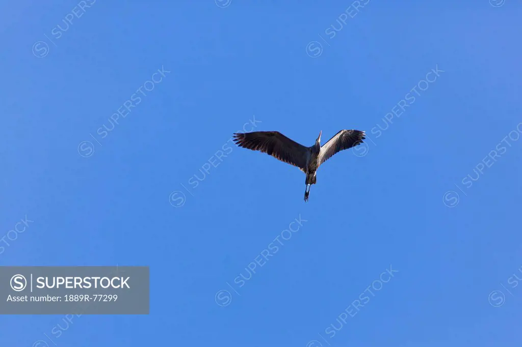 A great blue heron soars in the clear blue sky, vancouver island british columbia canada