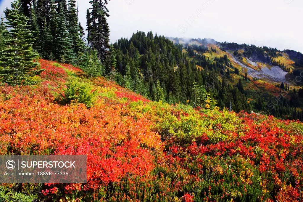 Beautiful autumn colors and tatoosh mountains mt. rainier national park, washington state united states of america