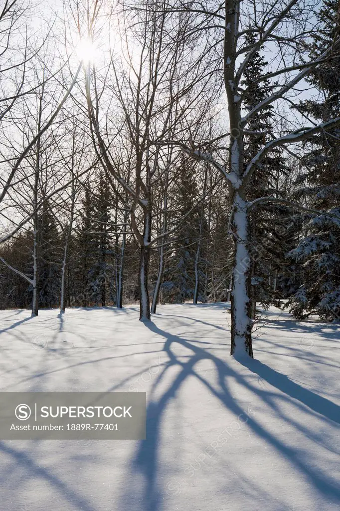 Silhouette of a snow covered forest with long shadows in the snow and the sun in the sky, calgary alberta canada