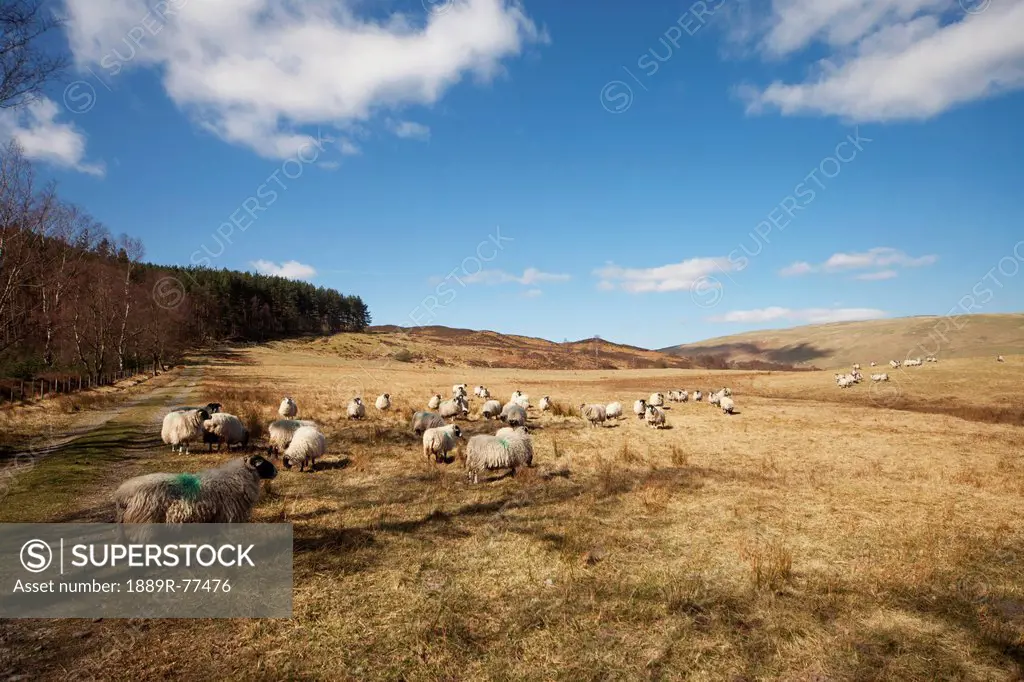 Sheep grazing in a wide open field, northumberland england