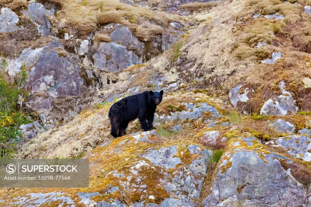 A black bear hunts for food on the rocks of a remote inlet on the west coast of vancouver island, british columbia canada