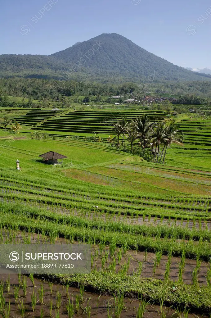 Rice fields, jatiluwih bali indonesia
